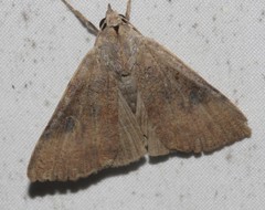 Avatha discolor