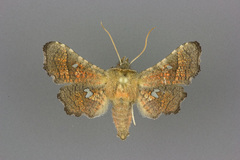 Dysodia granulata