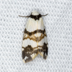 Thallarcha albicollis