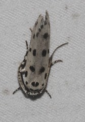 Ethmia sphaerosticha