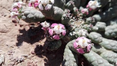Euphorbia inermis