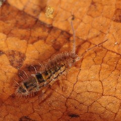 Orchesella celsa