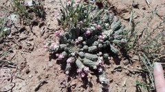 Euphorbia inermis