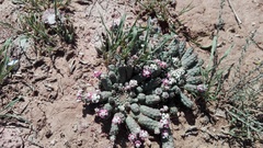 Euphorbia inermis