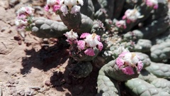 Euphorbia inermis