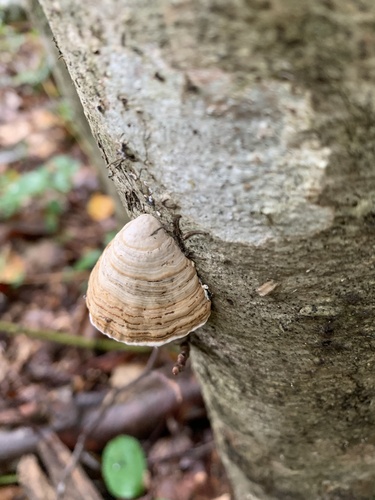 Fomes fomentarius