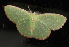 Eucyclodes metaspila