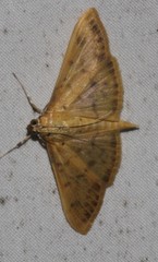 Patania balteata