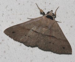 Ophyx eurrhoa