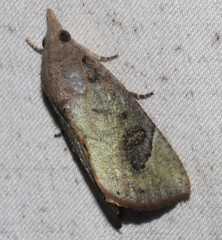 Hypocala guttiventris