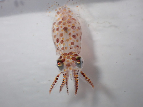 Atlantic brief squid