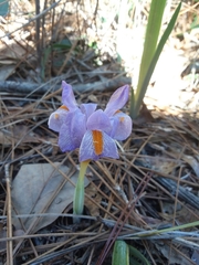 Iris verna smalliana