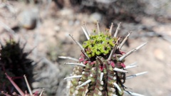 Euphorbia mammillaris