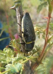 Hippomelas planicauda