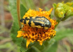 Acmaeodera amplicollis