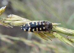 Acmaeodera solitaria