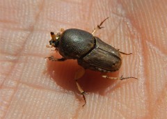 Euoniticellus intermedius