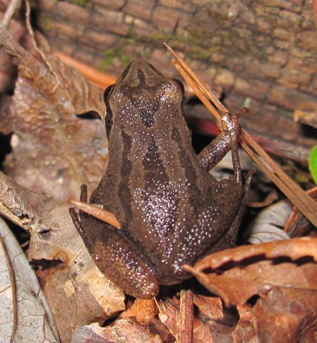 Upland Chorus Frog