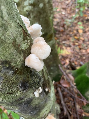 観察された菌類