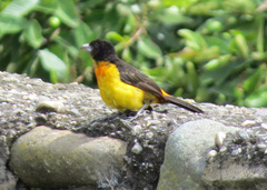 Ramphocelus flammigerus