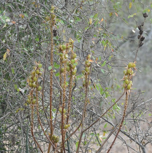 Aloe pienaarii, photograph 6