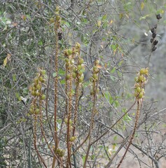 Aloe pienaarii, photograph (c) Justin Ponder, some rights reserved (CC BY)