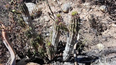 Euphorbia mammillaris