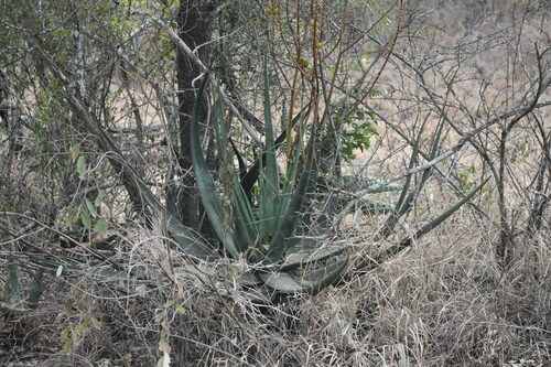 Aloe pienaarii, photograph 5