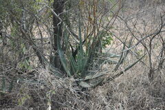 (c) Justin Ponder, some rights reserved (CC BY) Aloe pienaarii, photograph (c) Justin Ponder, some rights reserved (CC BY)