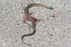 Nerodia clarkii clarkii