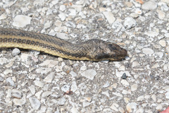 Nerodia clarkii clarkii