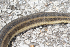 Nerodia clarkii clarkii