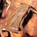 Upland Chorus Frog - Photo (c) Helen A. Czech, some rights reserved (CC BY-NC), uploaded by Helen A. Czech