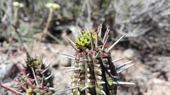 Euphorbia mammillaris