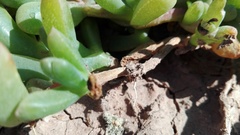 Malephora uitenhagensis