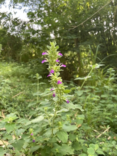 Anisomeles indica iNat (2)