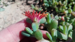 Malephora uitenhagensis