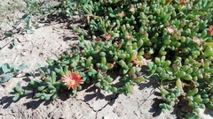 Malephora uitenhagensis