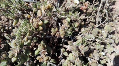Delosperma echinatum