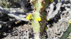 Euphorbia caerulescens