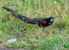 Euplectes progne progne