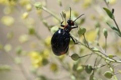 Lytta sublaevis