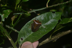 Peromatus