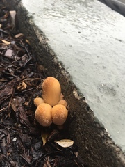 Coprinellus