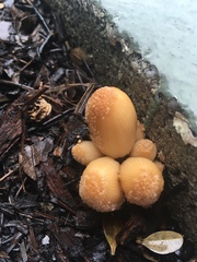 Coprinellus