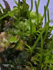 Paraphymatoceros pearsonii