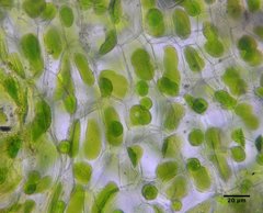 Paraphymatoceros pearsonii