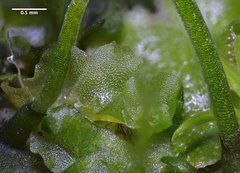Paraphymatoceros pearsonii