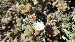 Delosperma echinatum