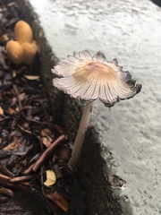 Coprinellus
